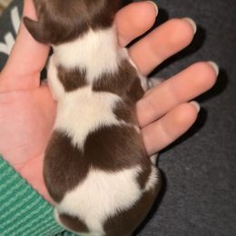 Buddy - Piebald male Dachshund puppy in Goldthwaite, Texas from Mini Mama Dachshunds