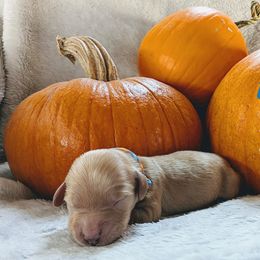 Brewsky - Dachshund puppy from HayDay Dachshunds