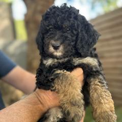 Dorthy - Goldendoodle puppy from Simply Doodles Ojai