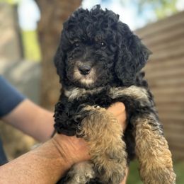 Dorthy - Goldendoodle puppy from Simply Doodles Ojai