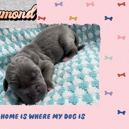 Diamond - Blue and white female Great Dane puppy in Gonzales, Louisiana from Anstatt House Of Danes