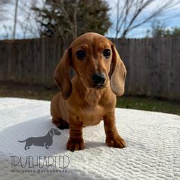Ophelia - Red female Dachshund puppy in Royse City, Texas from Truehearted Miniature Dachshunds