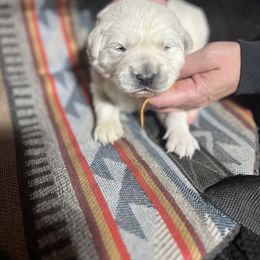 Boy 2 - Golden Retriever puppy from MarGold Goldens