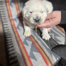 Boy 2 - Golden Retriever puppy from MarGold Goldens