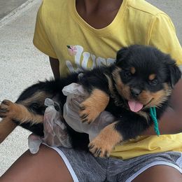Green Boy - Black and mahogany male Rottweiler puppy in Brandenburg, Kentucky from Boss Rottweiler Haus