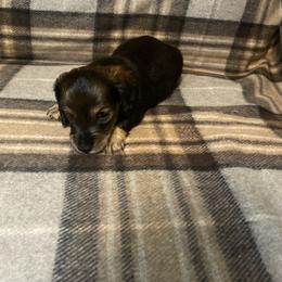 Kevin - Tiny white spot on chest - Sable male Dachshund puppy in Bakersfield, California from Open Hourglass LLC