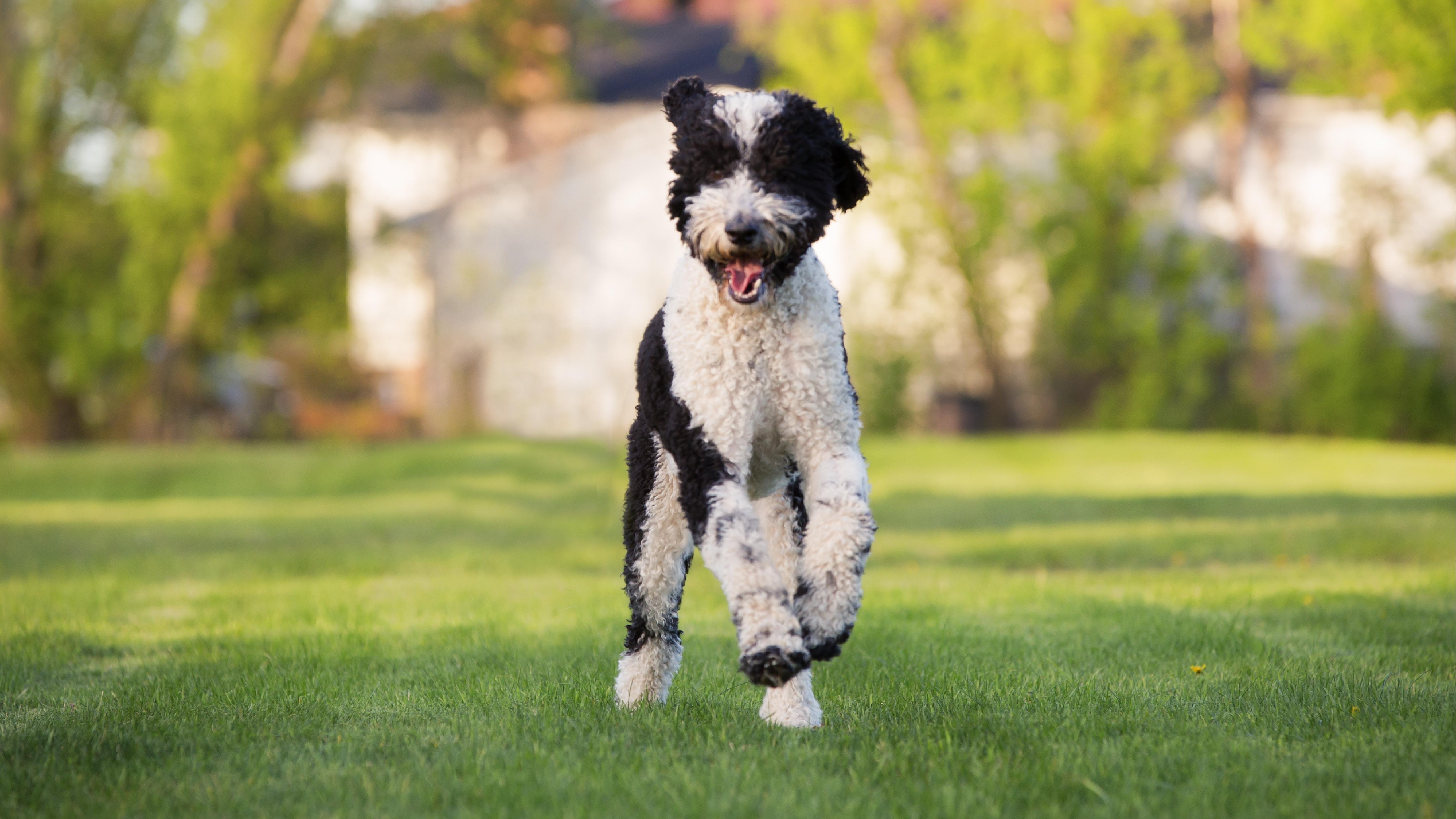 #1 Guide to Health Testing — Sheepadoodle | Good Dog