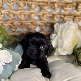 Prince - Black male Shih Tzu puppy in Sherman, Texas from Shannon’s Sweet and Sassy Shih Tzu’s