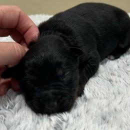 Boy 1 - Black tri male Miniature Australian Shepherd puppy in Sulphur, Louisiana from Triple J Aussies and Corgis