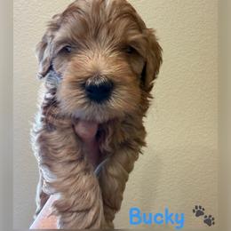 Rocket - Apricot male Australian Labradoodle puppy in Sacramento, California from Delta Breeze Labradoodles