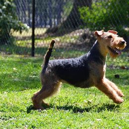 Flair - Welsh Terrier