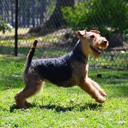 Flair - Welsh Terrier