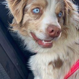 Miniature Australian Shepherd All Grown Up from Klatt's Mini Aussies