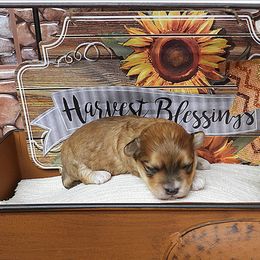 Pumpkin - Red sable male Havanese puppy in Salt Lake City, Utah from Steal Your Heart Havanese