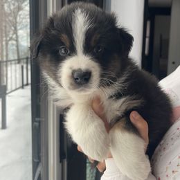 Brew - Black tri-color male Australian Shepherd puppy in South Haven, Michigan from AD's Australian Shepherds