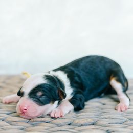 Girl 4 - Tri-color female Bernedoodle puppy in Spanish Fork, Utah from K Brand Doodles