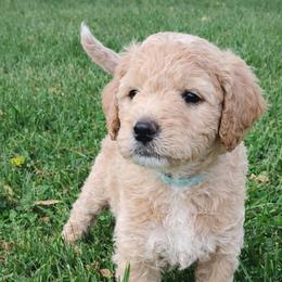 Dustin - Apricot male Goldendoodle puppy in Hendersonville, Tennessee from Ben's Best Buddy Goldendoodles