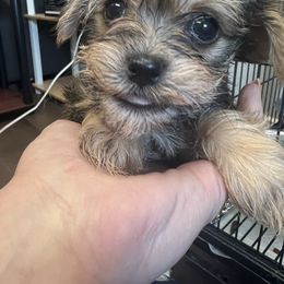 Chihuahua, Morkie, and Yorkshire Terrier Puppies from Patty’s Paws
