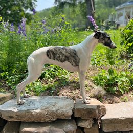 Cossette - Whippet
