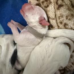 Ghost - White and liver brown male Dalmatian puppy in Hastings, Florida from Love My Spotty Dalmatians