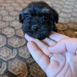 Georgia - Black female Havanese puppy in Zanesville, Ohio from Charlotte Landry