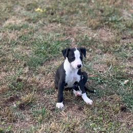 Keegan - Black female Whippet puppy in Kings Mountain, North Carolina from WesAnn’s