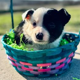 Mauve - Black and white female Border Collie puppy in Minden, Iowa from Rocking N Registered Border Collies & Labradors