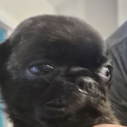 Leo - Brindle male Pug puppy in Hampstead, North Carolina from Delta pug puppies