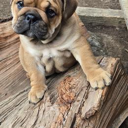 Bulldog Puppies from Grace's Bulldogs