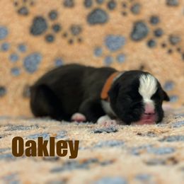 Boxer Puppies from Tommaso AKC Boxers