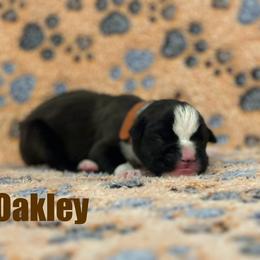 Boxer Puppies from Tommaso AKC Boxers