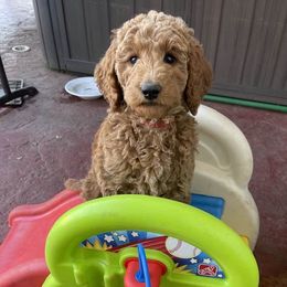 Labradoodles from Thelabradoodlefarm