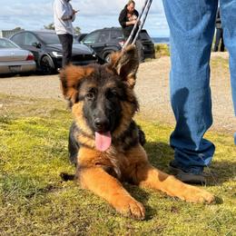 Mia - German Shepherd