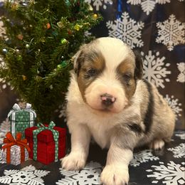 Miniature Australian Shepherd Puppies from Double “B” Cross Ranch