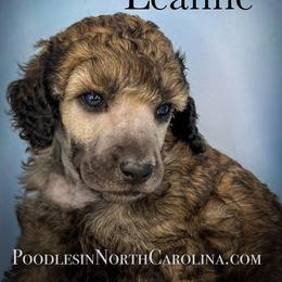 Poodle Puppies from Grace Poodles