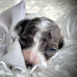 Grayson - Gray male Poodle puppy in Tampa, Florida from Designer Puppy Boutique