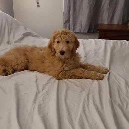 Goldendoodle Puppies from Merry R Goldendoodles