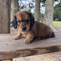 Dachshund Puppies from B’s Dachshunds