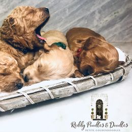 Goldendoodle and Poodle Puppies from Reddy Poodles & Doodles