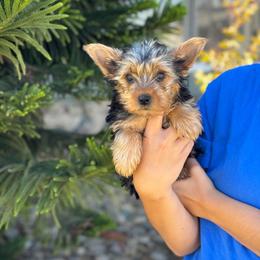 Saddie - Black and tan female Yorkshire Terrier puppy in Ceres, California from Mr.Yorkie