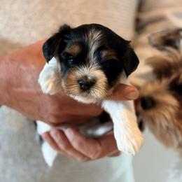 Biewer Terrier Puppies from Dunes Pups