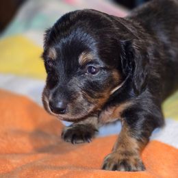 Otto Jr (AKC REGISTRATION) - Black and cream male Dachshund puppy in Beaumont, California from Santa Rita Doxies