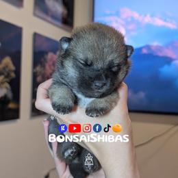SARANG - Red female Shiba Inu puppy in Minnesota from BonsaiShibas
