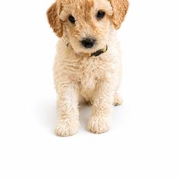 Luke Combs - Cream male Goldendoodle puppy in Norris, Tennessee from Young Farms