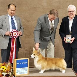 Pembroke Welsh Corgi Puppies from Cedar Springs Corgis