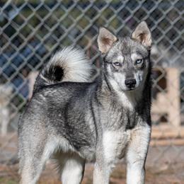 Phaedra - Alaskan Klee Kai