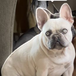 Marina - French Bulldog
