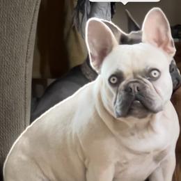 Marina - French Bulldog