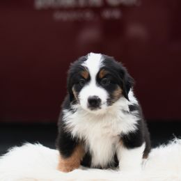 CRANBERRY - Black tri female Miniature American Shepherd puppy in Pasco, Washington from ROCK CREEK