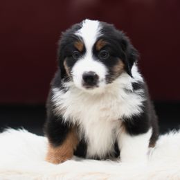CRANBERRY - Black tri female Miniature American Shepherd puppy in Pasco, Washington from ROCK CREEK